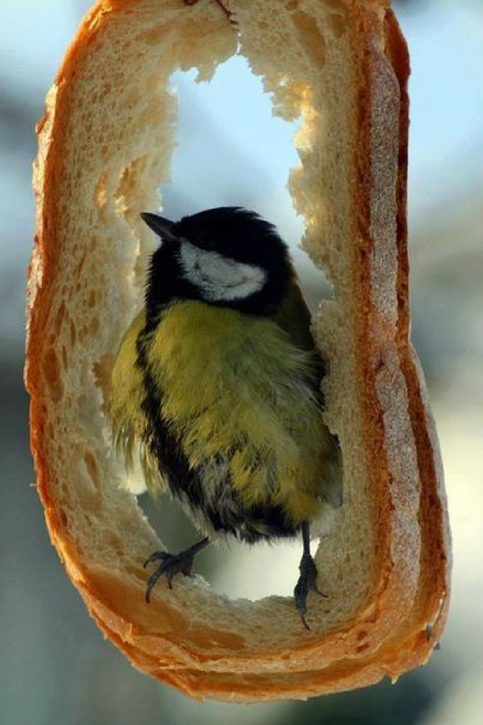 Ptačí budka vyrobená z chleba