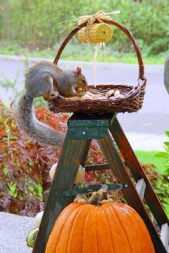 Mangeoire à écureuil en bois