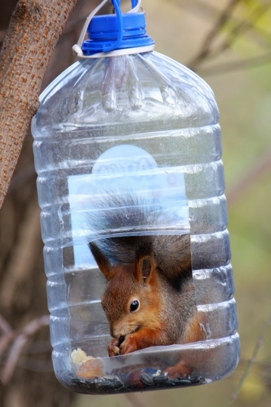 Krmítko pro veverky z láhve
