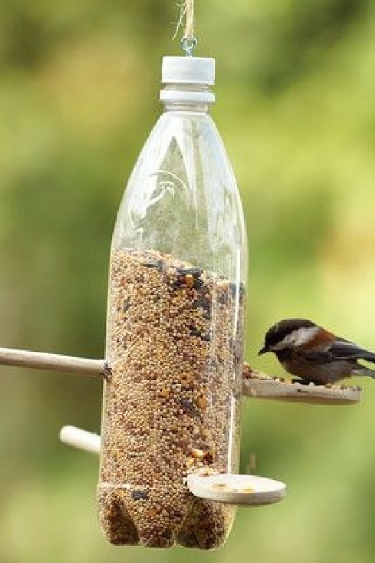 Cas d'oiseau d'une bouteille