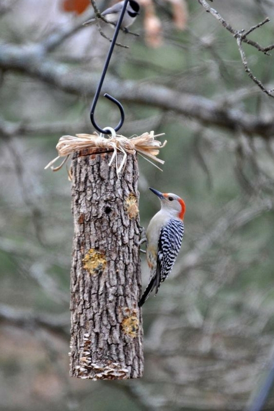 Bird pocket with seeds