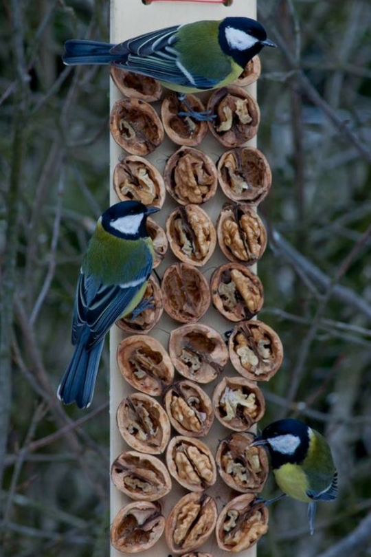 Bird box with nuts