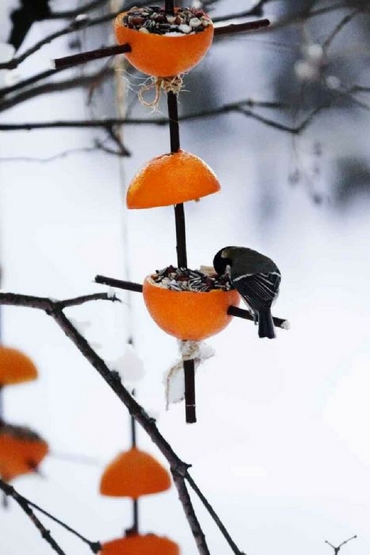 Poche d'oiseau avec des graines