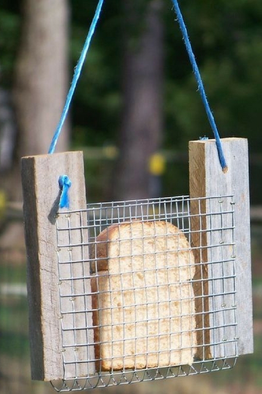 Birds pocket with bread