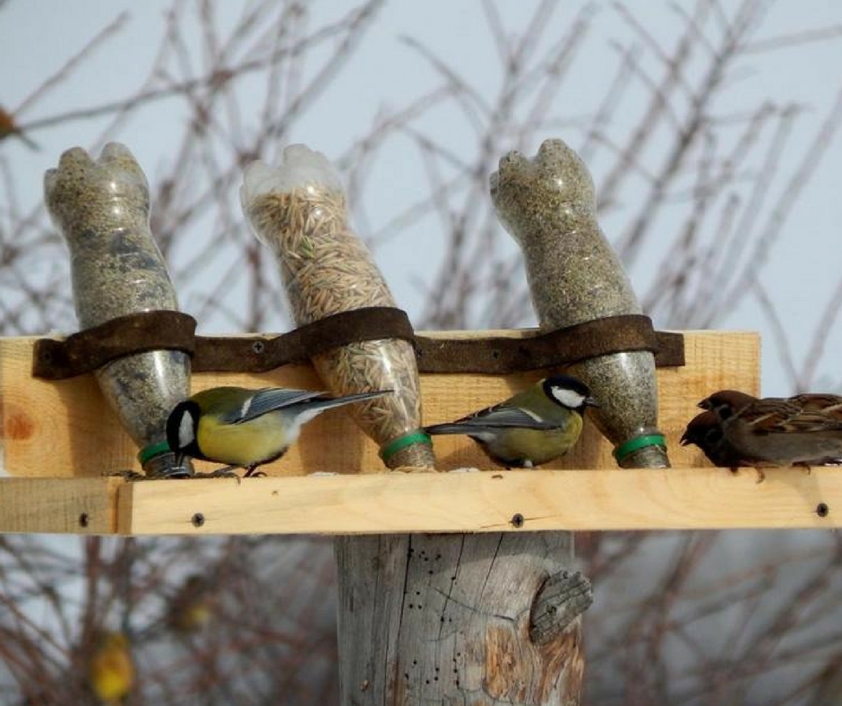 Bird case from a bottle