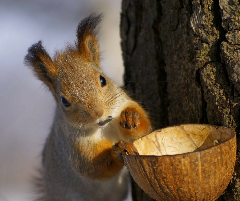 Mangeoire à écureuil en bois