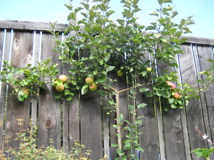 Jardin vertical