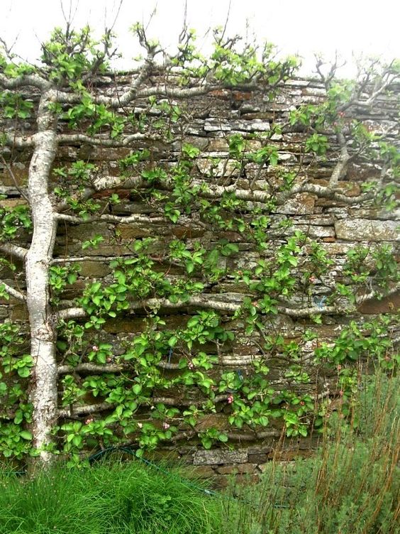 Vertical garden