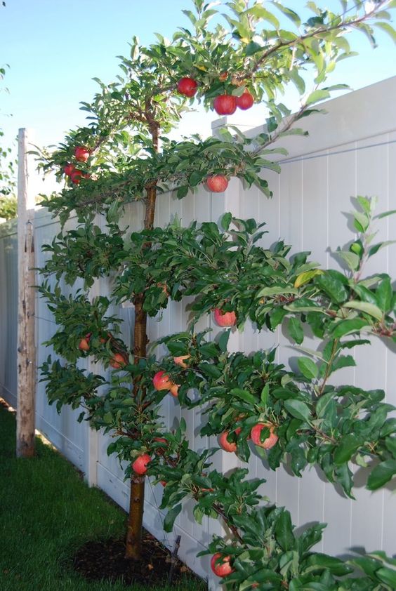 Vertical garden