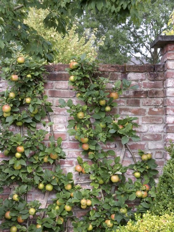 Vertical garden