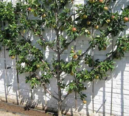 Vertical garden