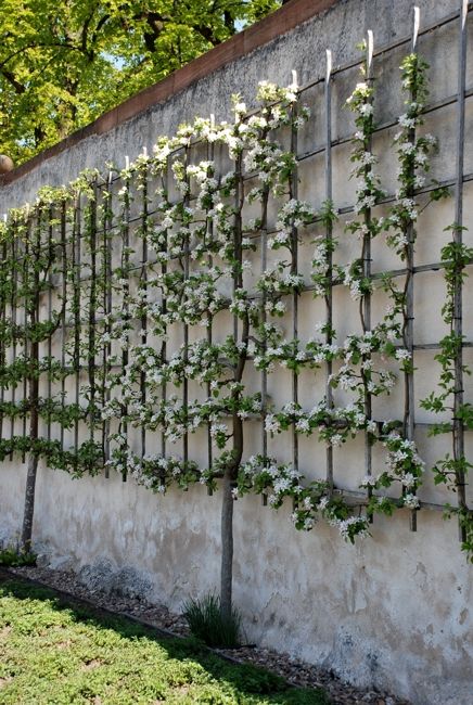 Vertical garden