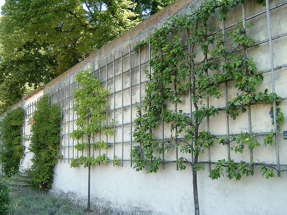 Vertical garden