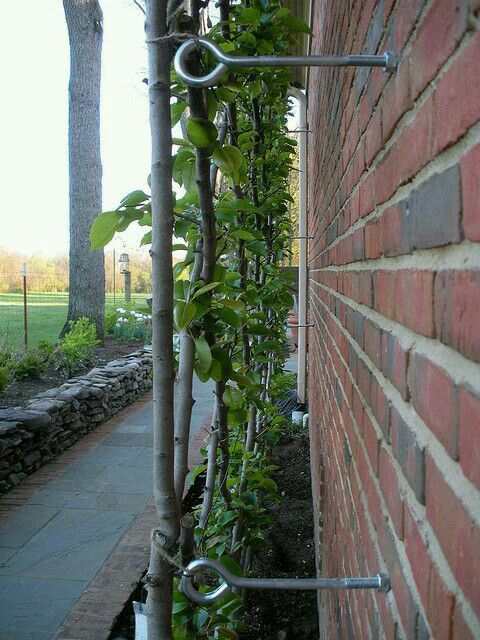 Vertical garden