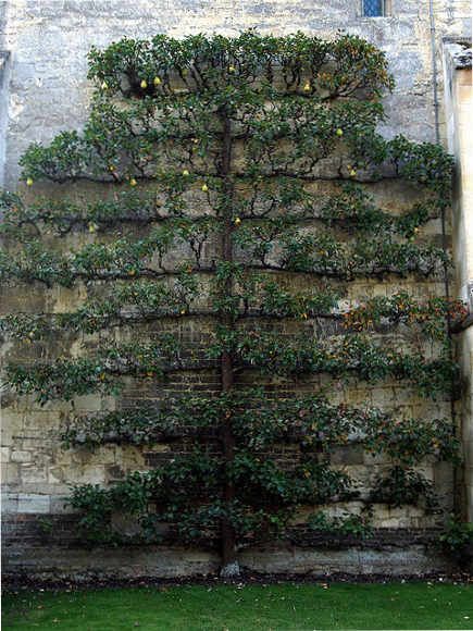 Vertical garden