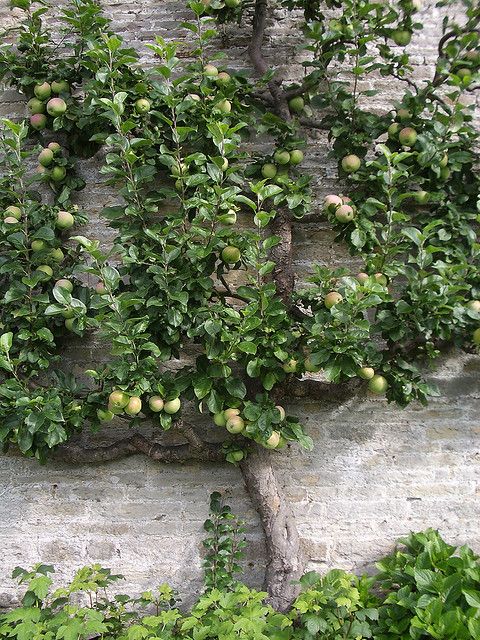 Vertical garden