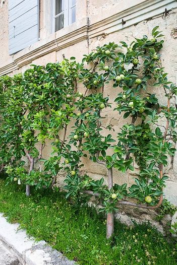 Vertical garden