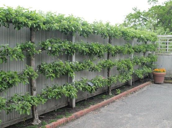 Vertical garden