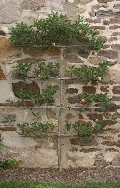 Vertical garden