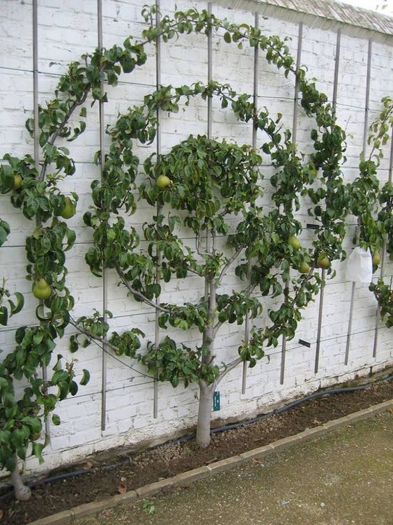 Vertical garden