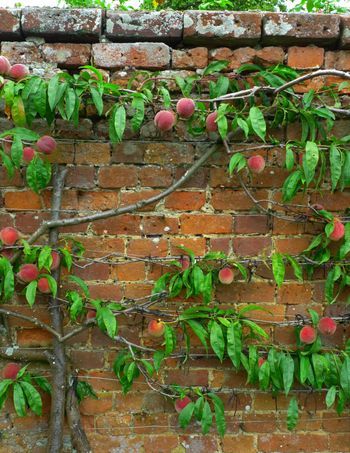 Vertical garden