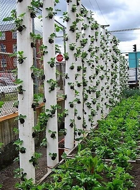 Diy vertical beds