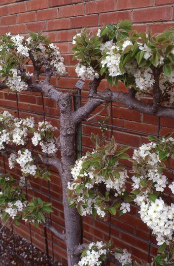 Vertical garden