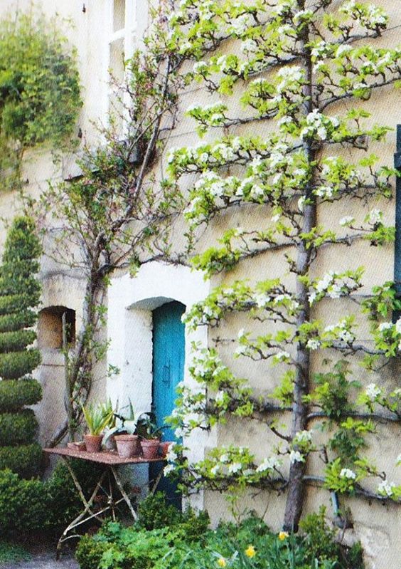 Vertical garden