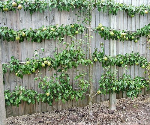 Vertical garden