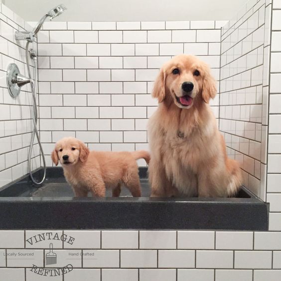 sprcha pro psy