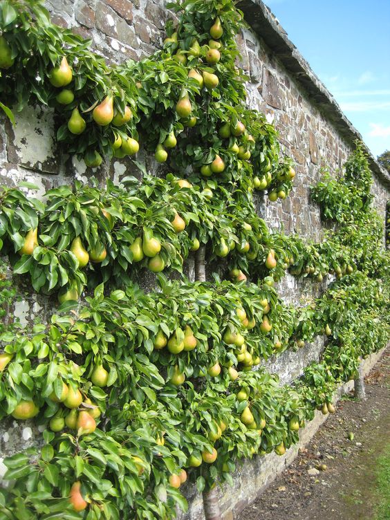 Vertical garden