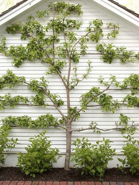 Vertical garden