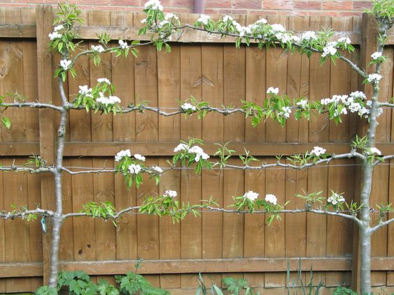 Vertical garden