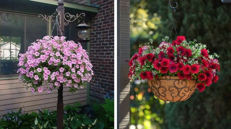 Fleurs dans des paniers suspendus