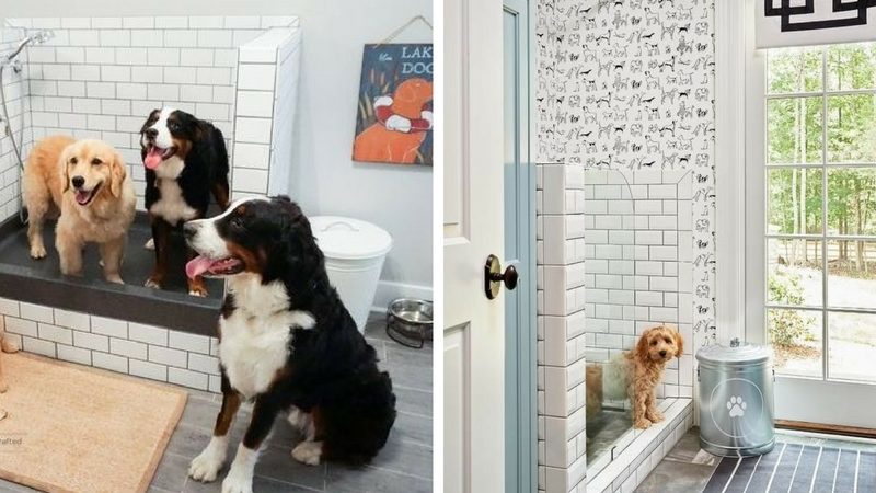 douche pour chiens