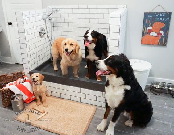 sprcha pro psy