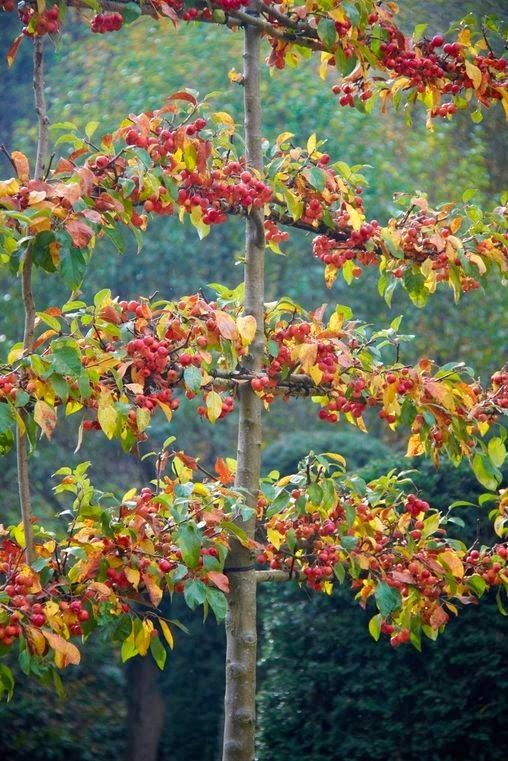 Vertical garden