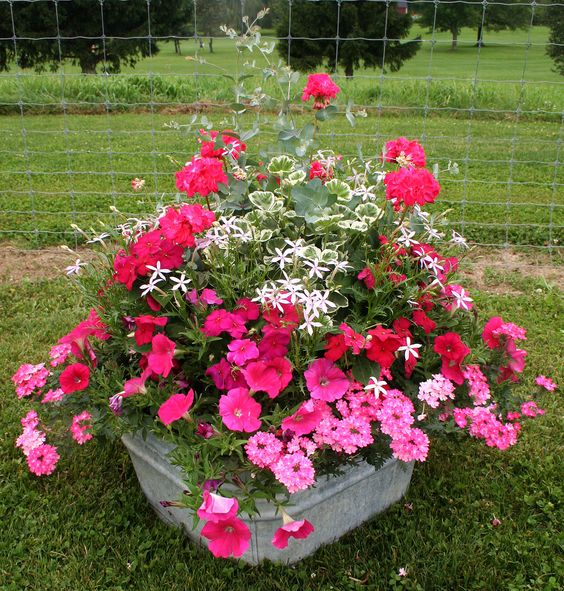 Květiny ve starém kbelíku