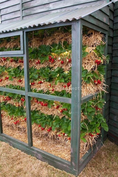 Diy vertical beds