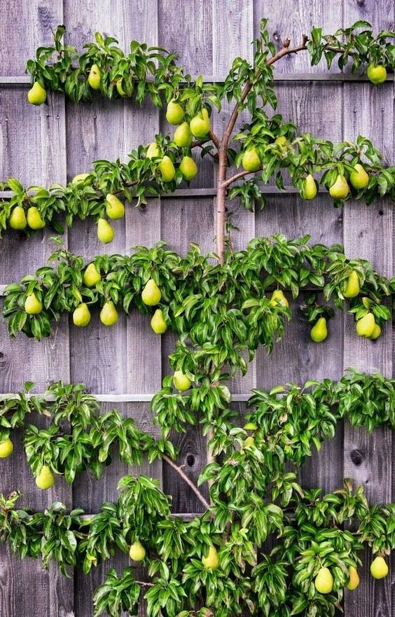 Vertical garden