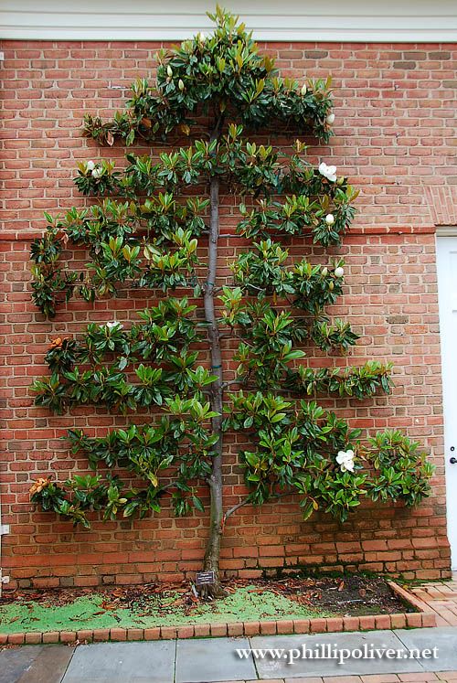 Vertical garden