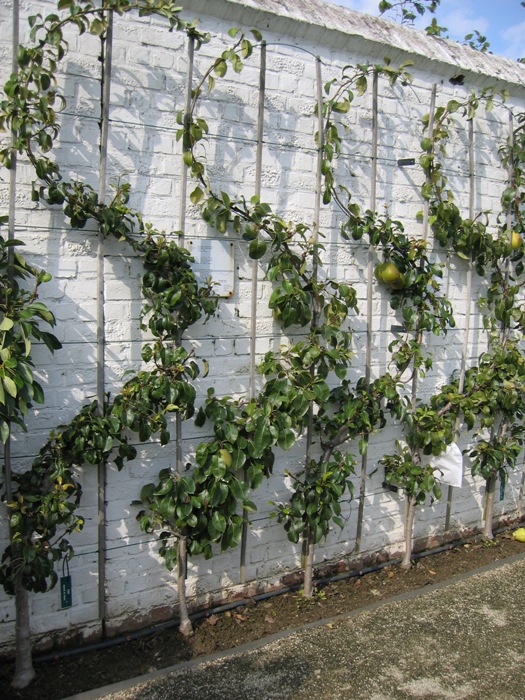 Vertical garden