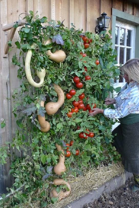 Diy vertical beds