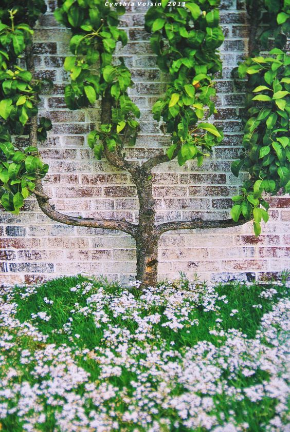 Vertical garden