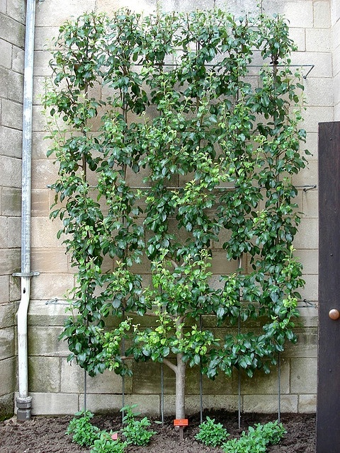 Vertical garden