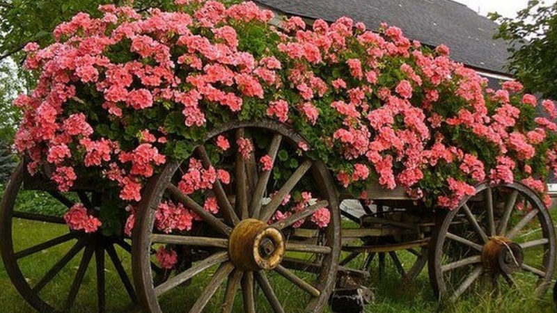 Decorative cart in garden landscape