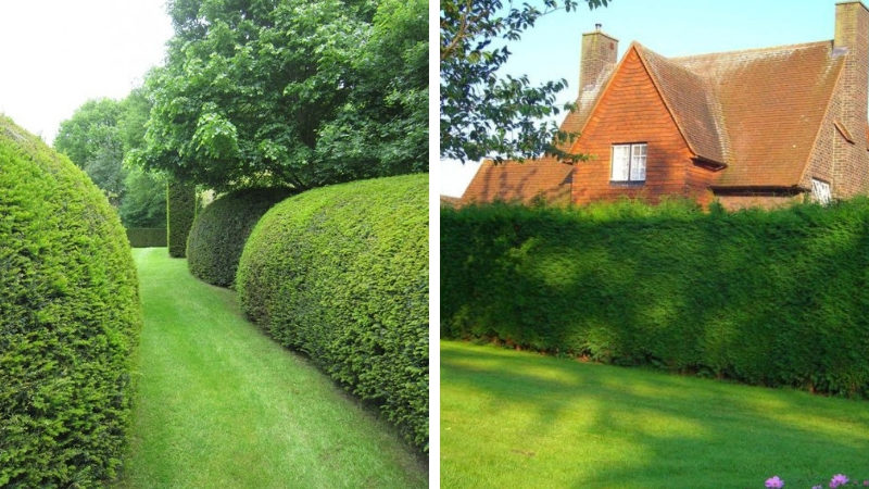 Perennial hedge