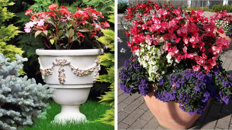 flowers in a street pot