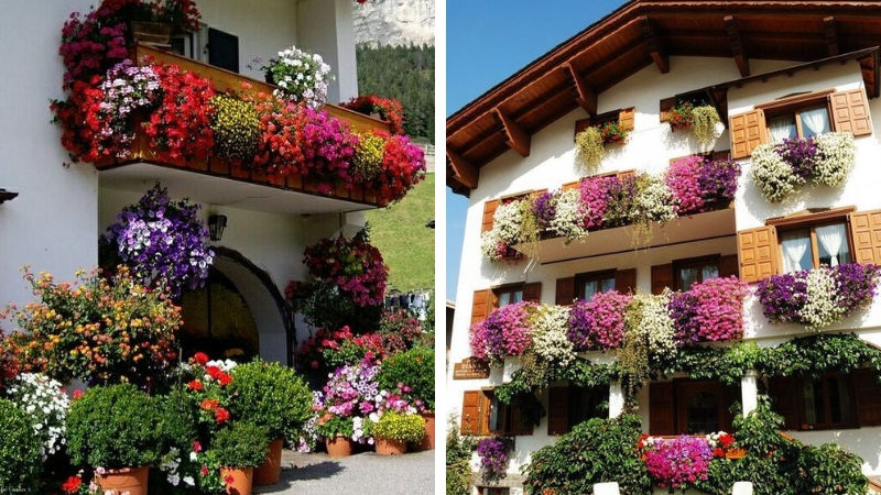 House in flowers