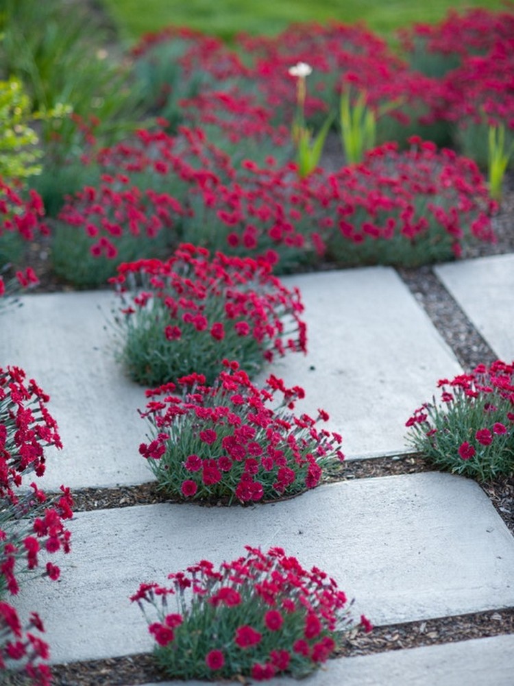 Conception de parterre de fleurs